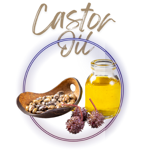 Caster oil with seeds and plant on a white background