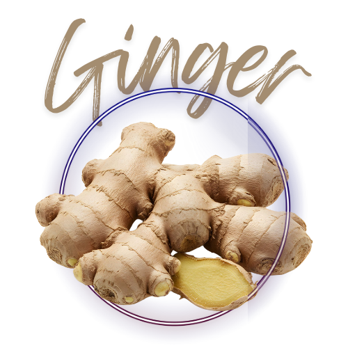 Ginger root on a white background with the word 'Ginger' above it.