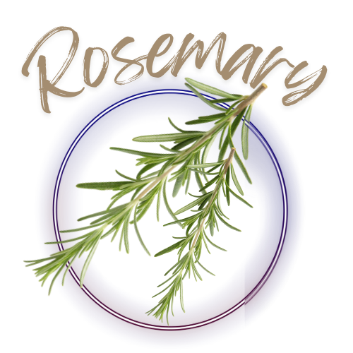 Rosemary branch on a white background with 'Rosemary' text above