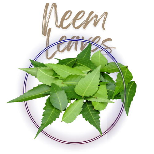 Neem leaves with 'Neem Leaves' text on a white background
