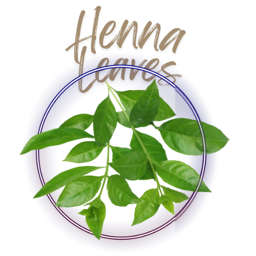Henna leaves with 'Henna Leaves' text on a white background
