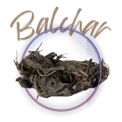 Dried herbs or roots in a circular frame with 'Balchar' branding above.